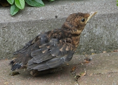 junge-Amsel-2010 008.jpg